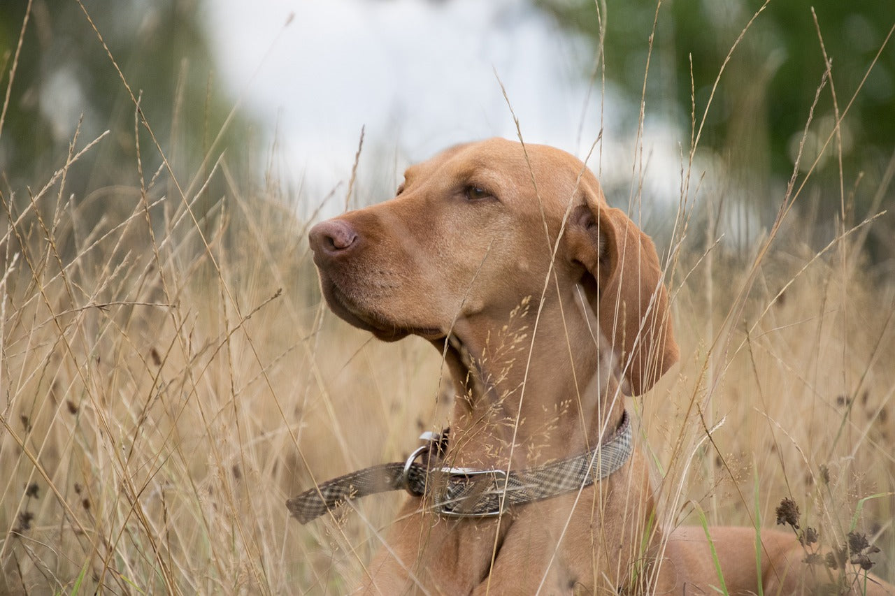 5 Tips for Choosing the Right Collar for Your Hound