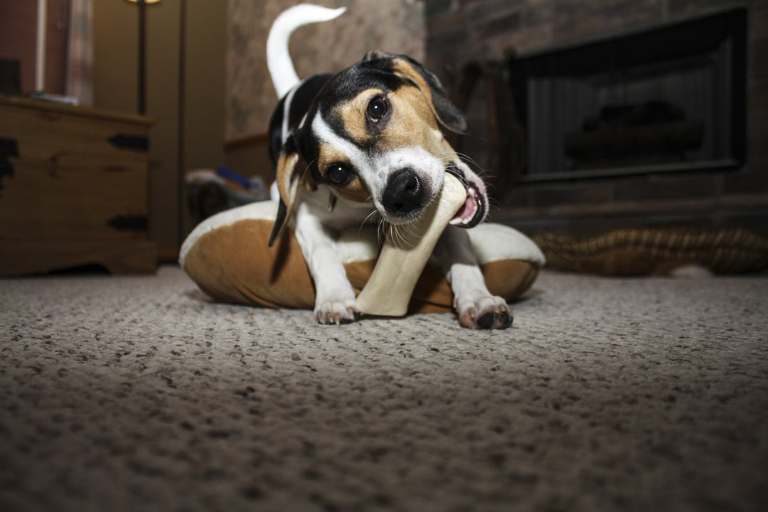 What to do if Your Hound Starts Choking