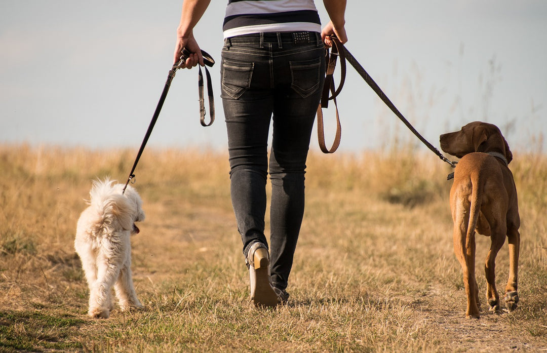 Dog Walking in the USA as a Business