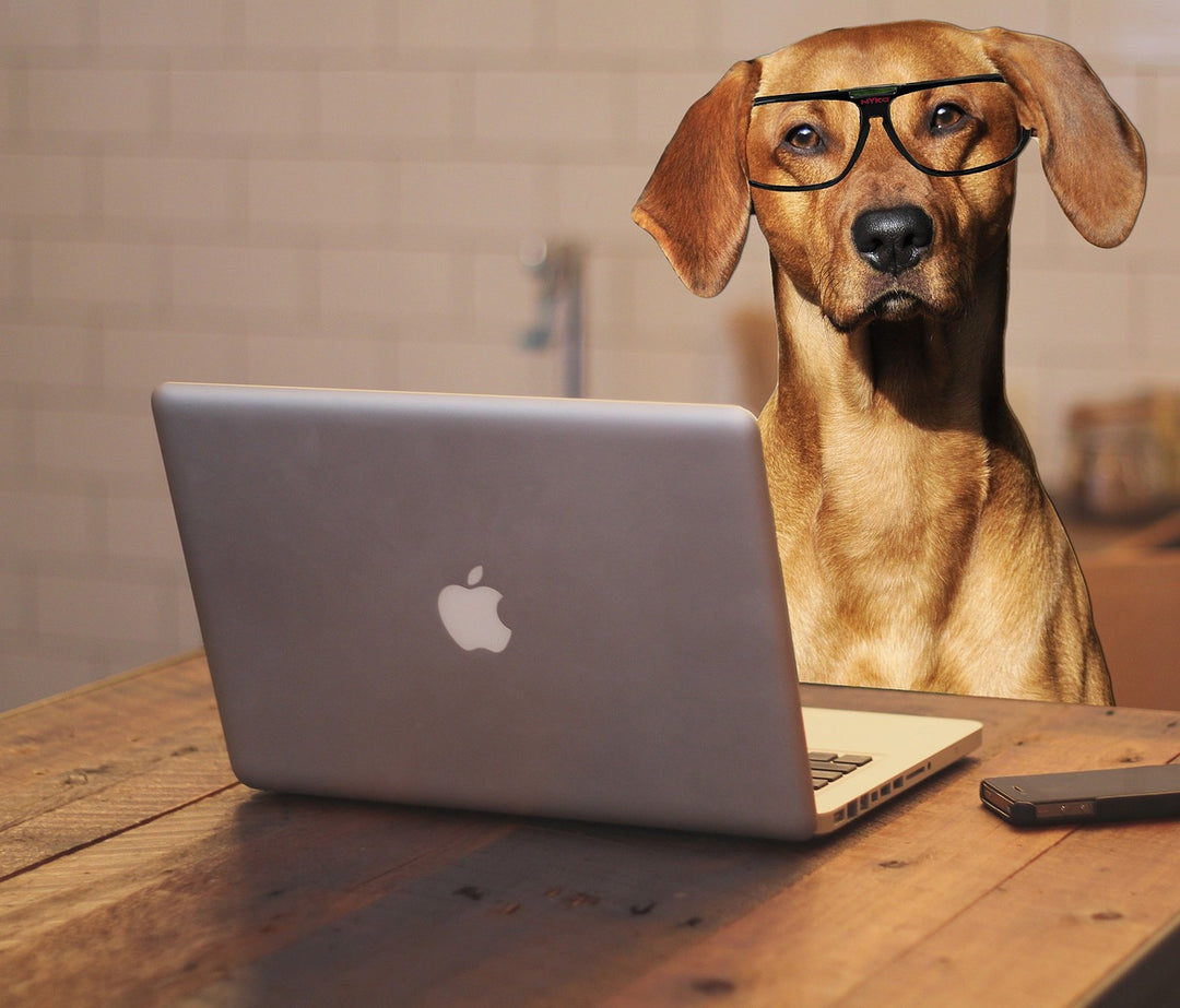 American Companies that Support Taking Your Hound to Work