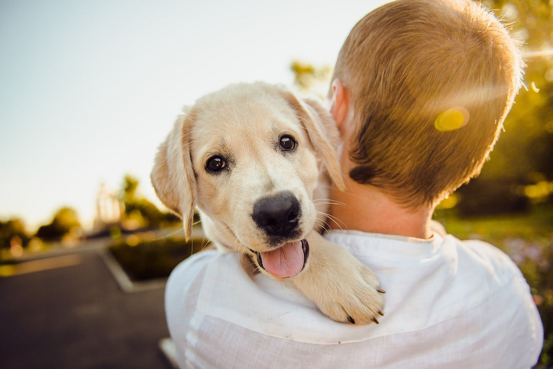 Best Dog Breeds for First-Time Pet Parents