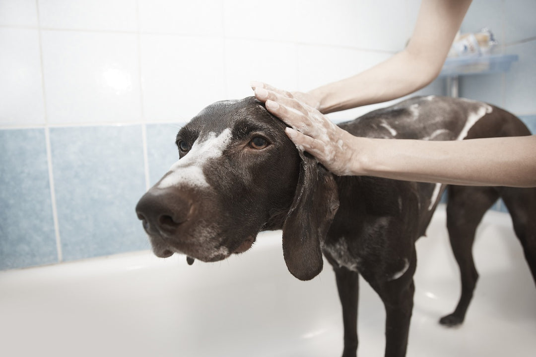 Which Dog Breeds Need The Most Grooming?