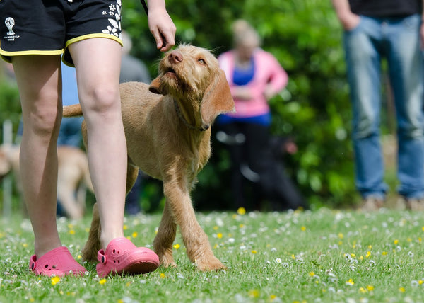 5 Tips for Teaching Your Dog to Obey Basic Commands