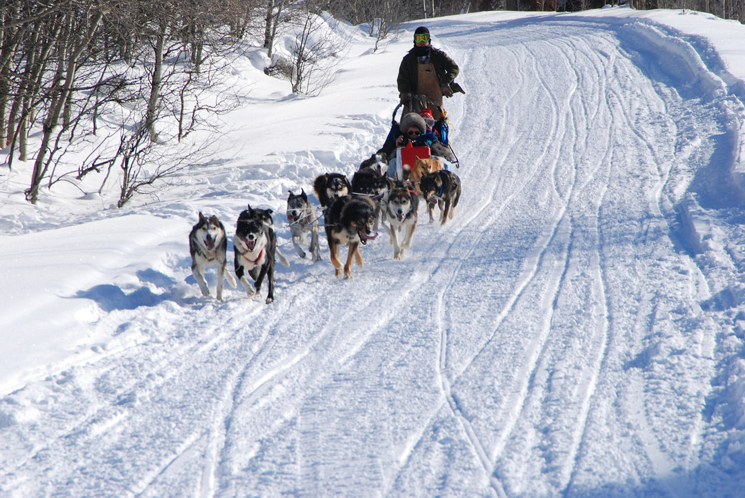 How Dogs are Regarded Differently Around The Globe