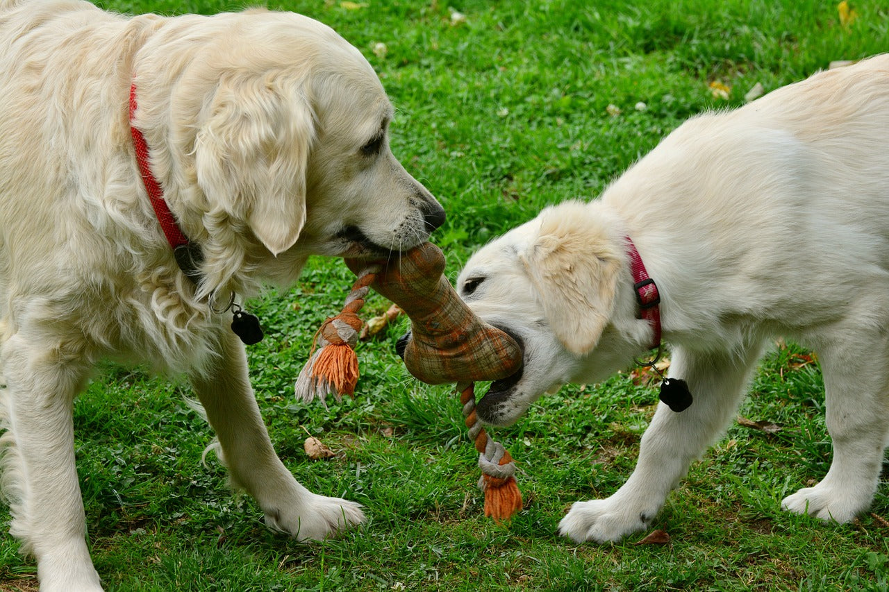 What are the Best Toys for Hounds?