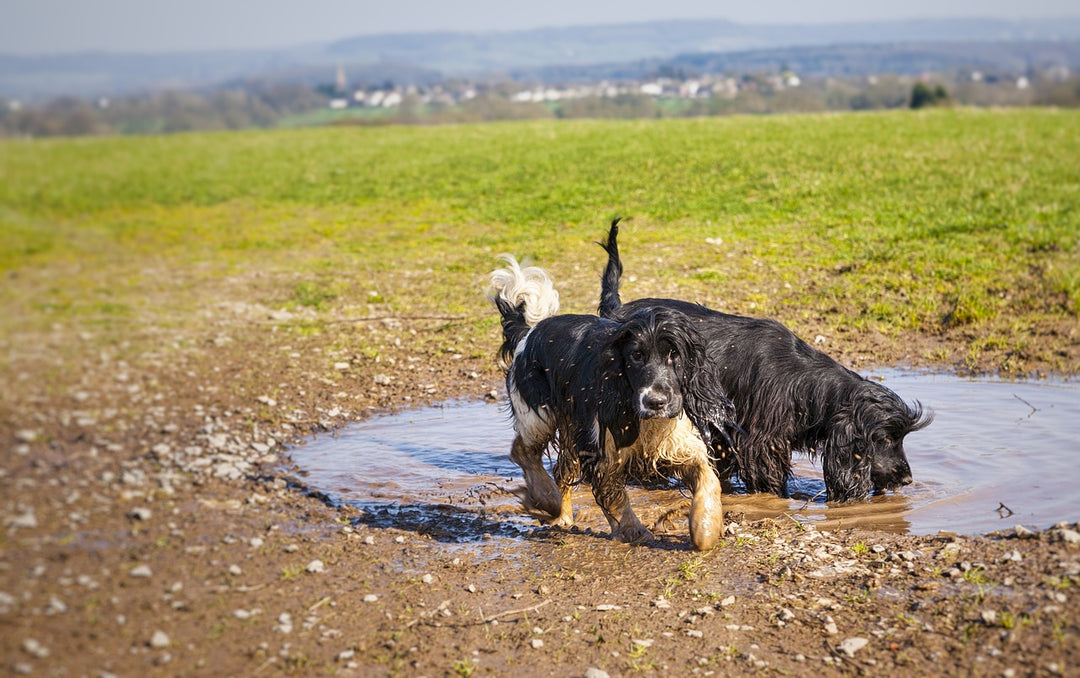 Dog Grooming Tips for the Busy Pet Parent