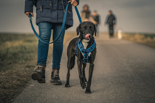 Dog Walking, Pet Parent Nightmare, or a Walk in the Park?