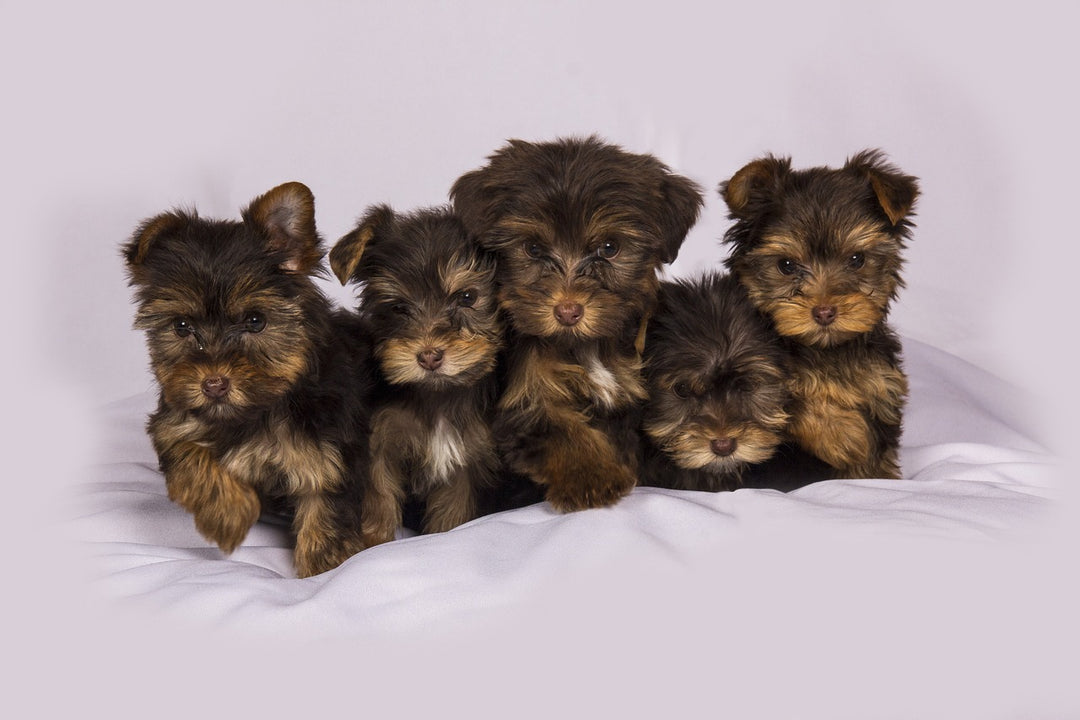 The Ultimate Guide to Buying a Puppy