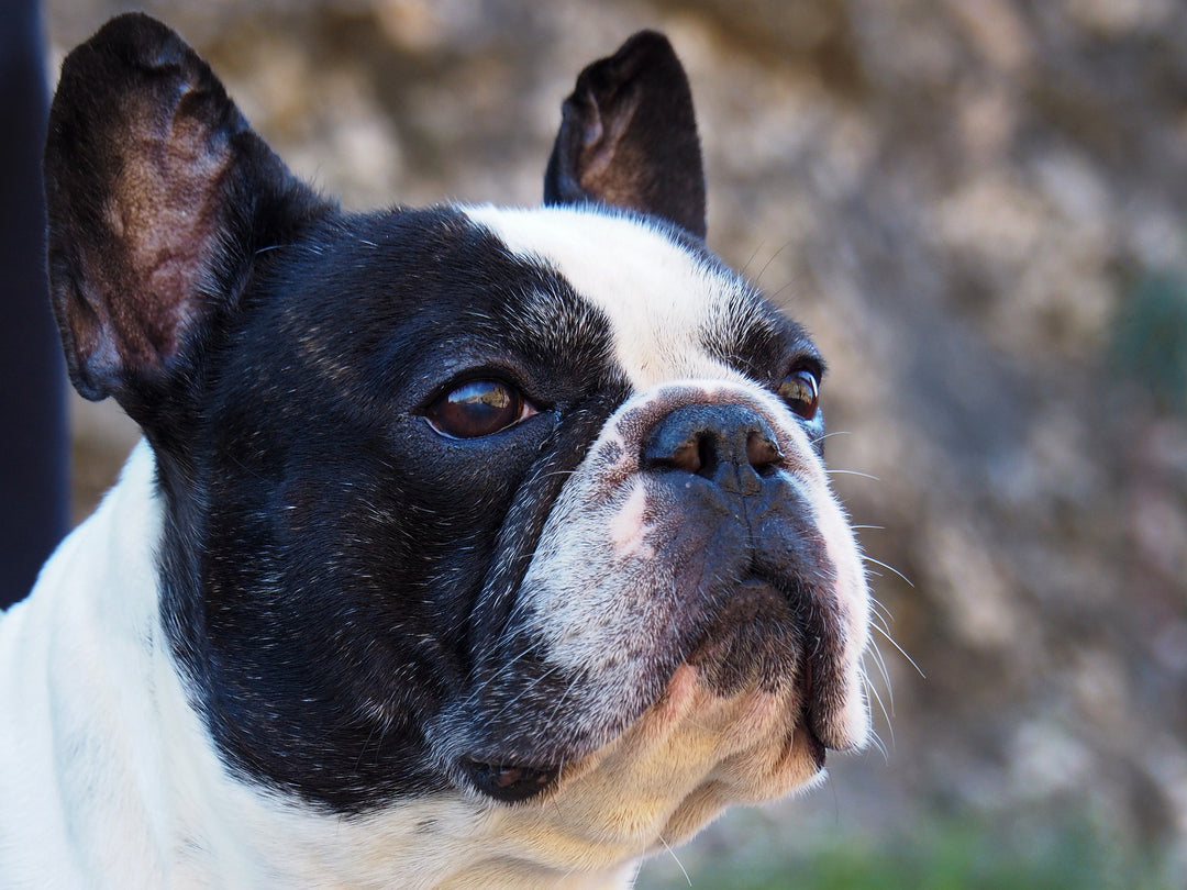 Do French Bulldogs Need Specialized Bowls?