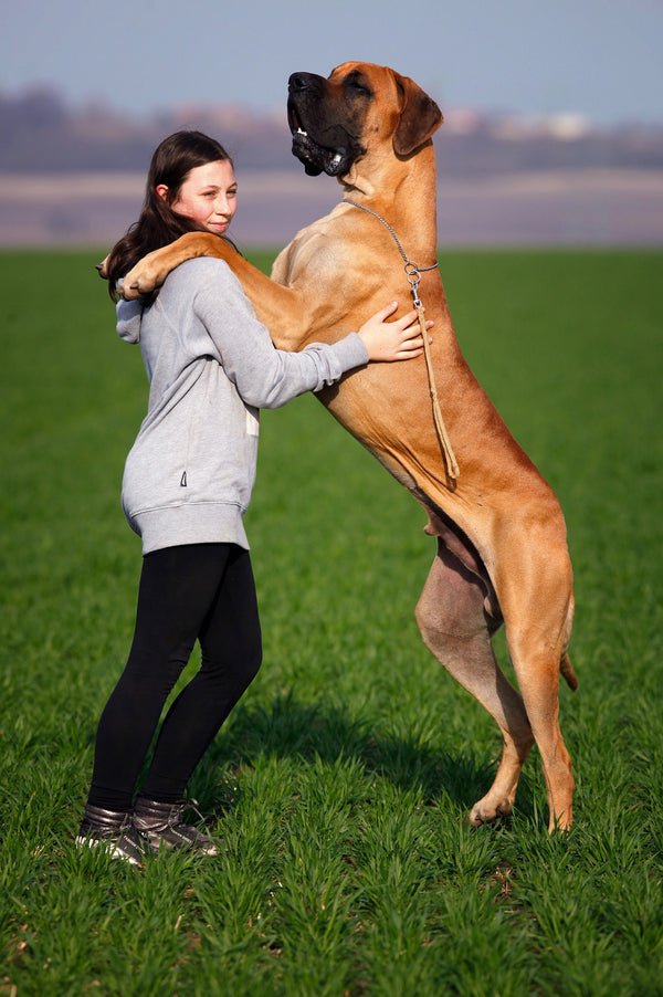 Giant Breeds And The Health Issues You Should Know About