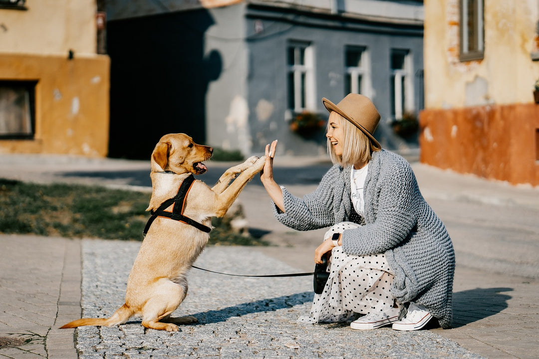 How to Spot Signs of Cancer in Your Hound