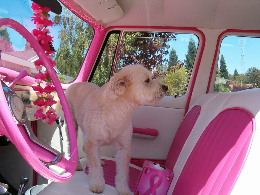 7 Reasons Why Your Dog Needs a Seat Belt