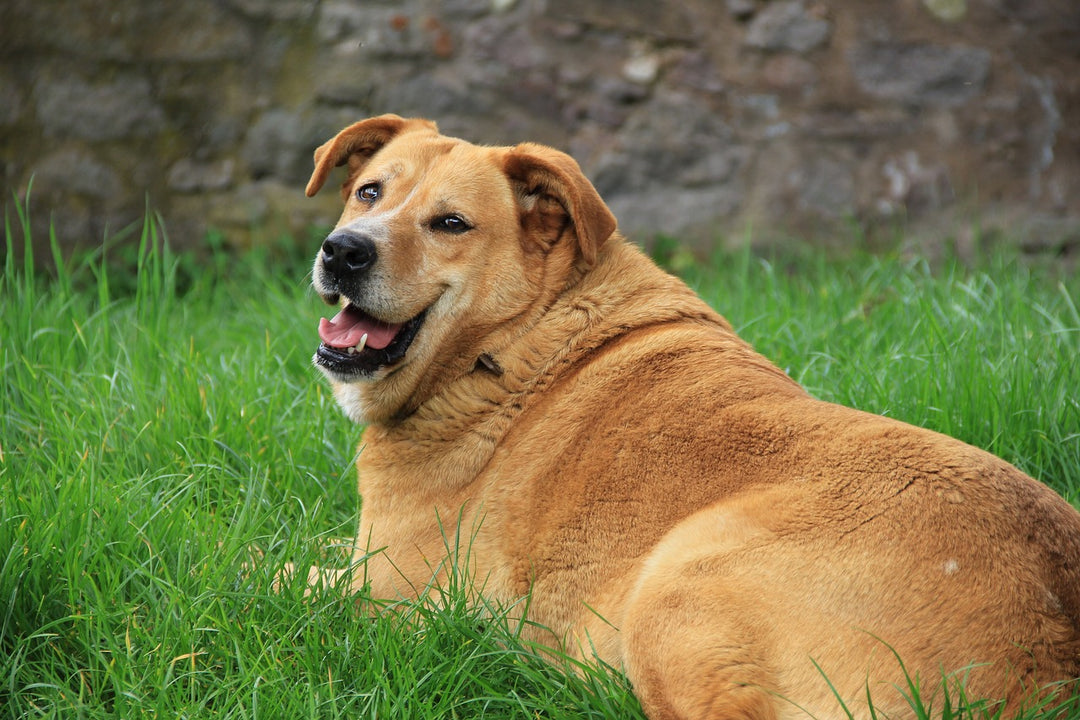 Is Your Hound Obese?