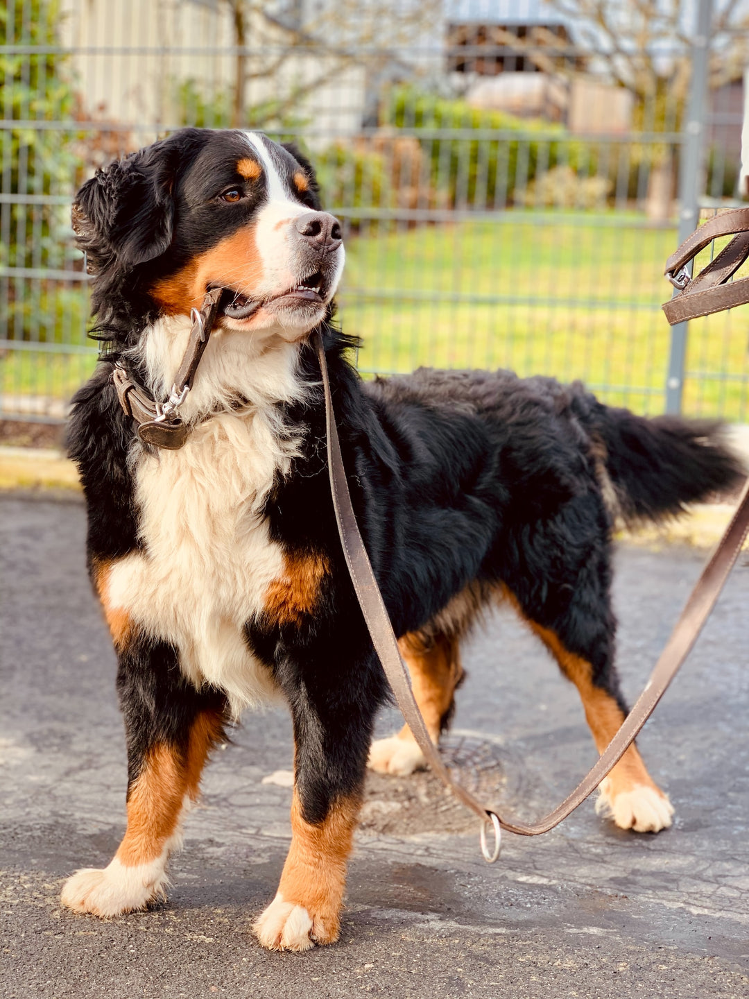 Dog Leash Training