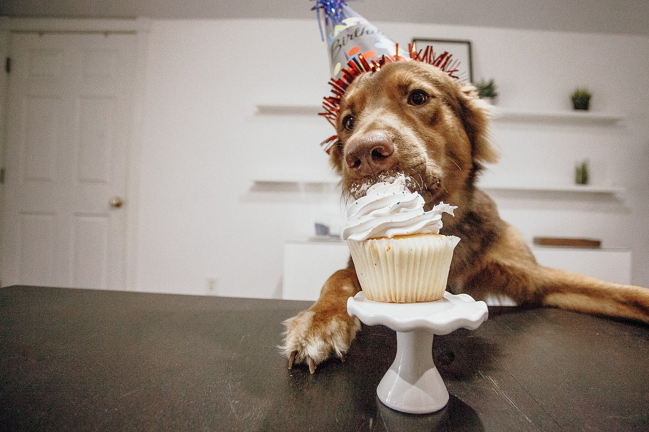 Birthday Hounds Need Cake Too - Birthday Cakes for Dogs