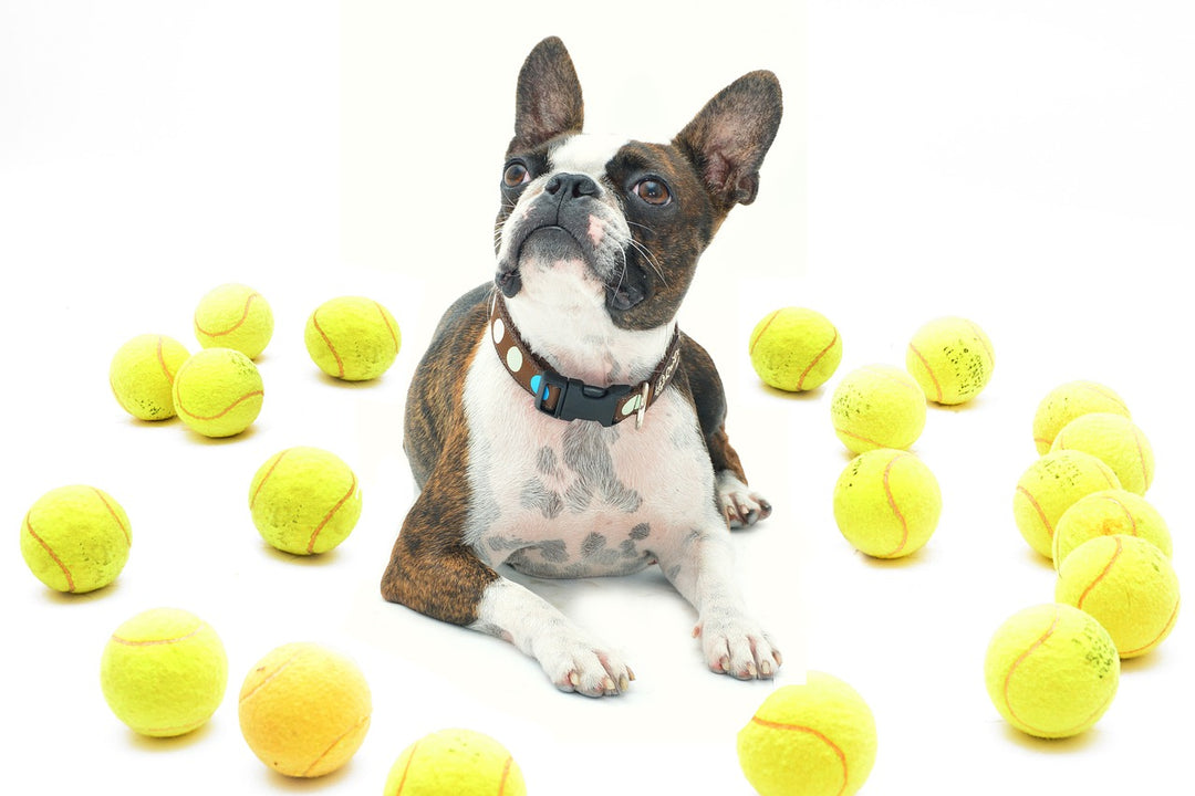 Why Tennis Balls Are a Bad Idea for Hounds