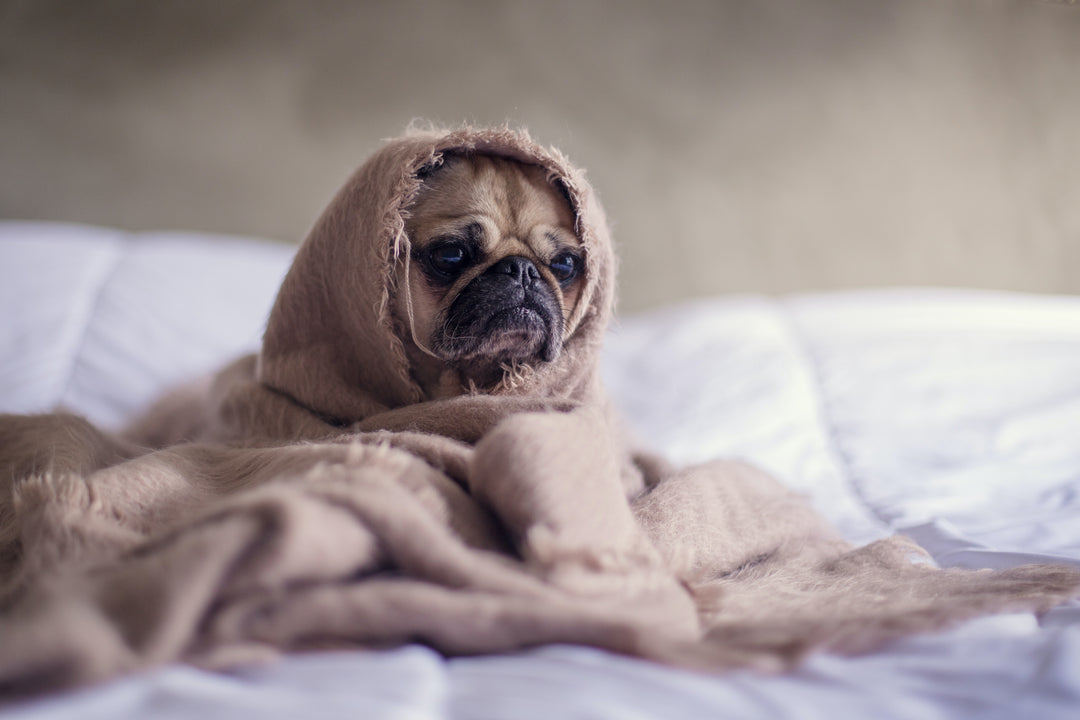 6 Essential Steps for Calming Your Anxious Pooch