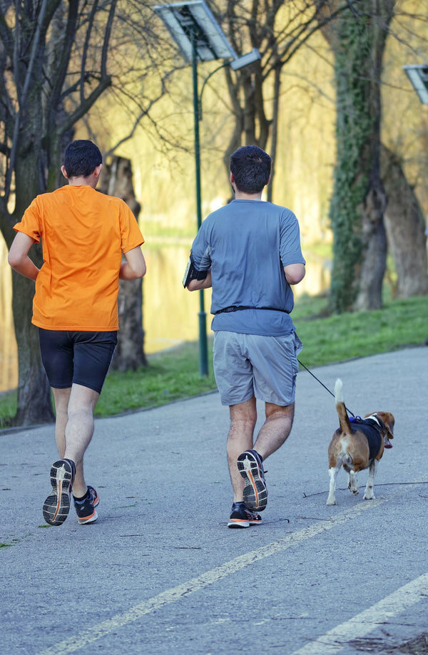 How to Safely Run With Your Dog