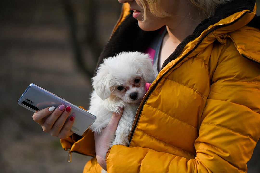 Top Ten Apps for Dog Walkers and Pet Sitters