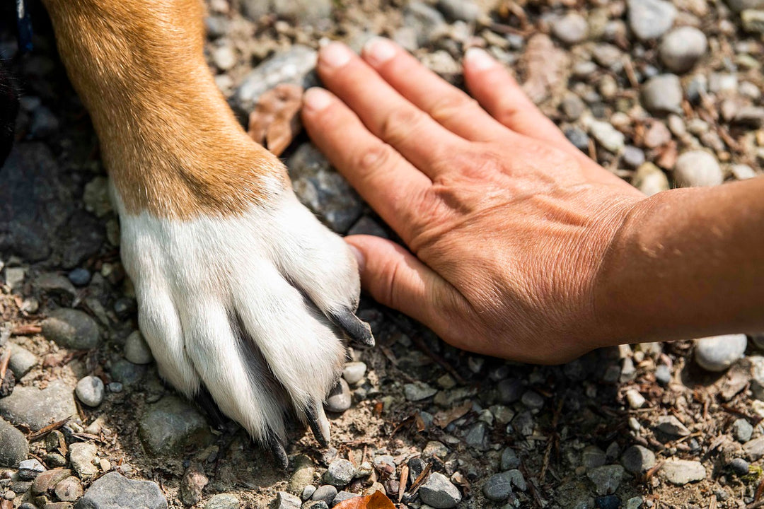 Interesting Facts About Dog Paws and Care Tips