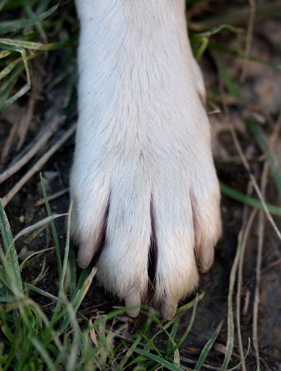 The Best Nail Clippers for Dogs, According to Groomers