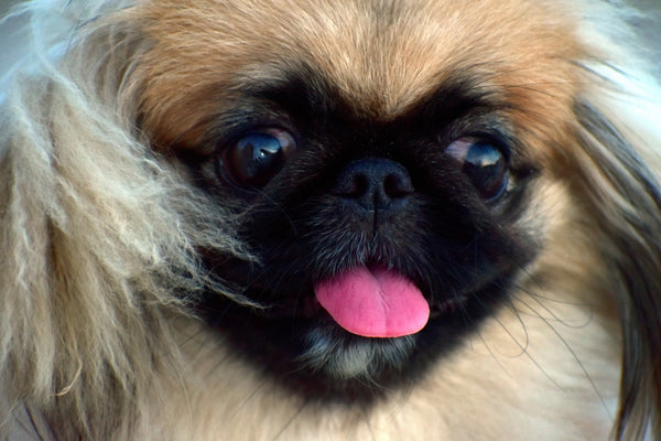 Health Issues that Affect Pugs, French Bull Dogs, and Pekingese