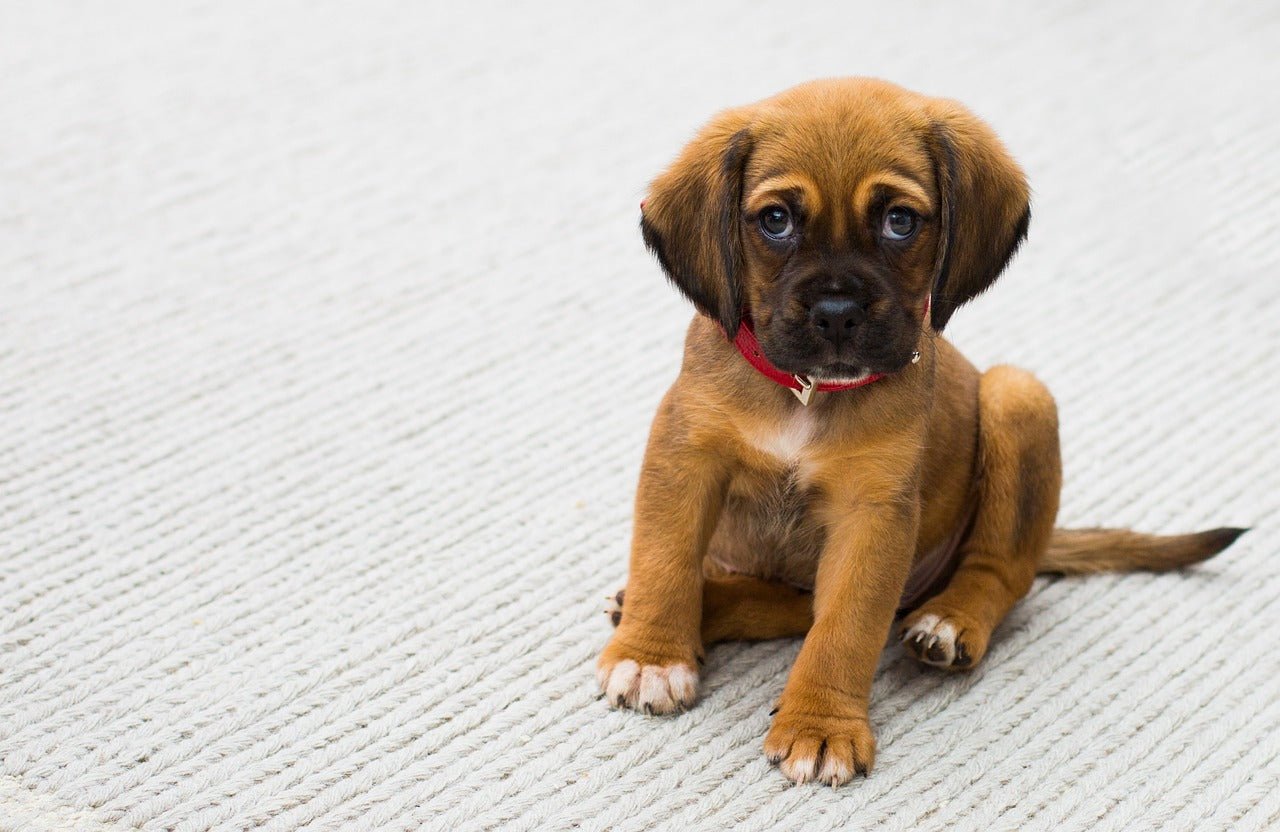 House Training Your New Puppy: A Step-by-Step Guide