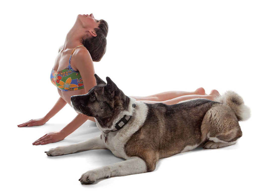 Doggy Yoga - What is it?