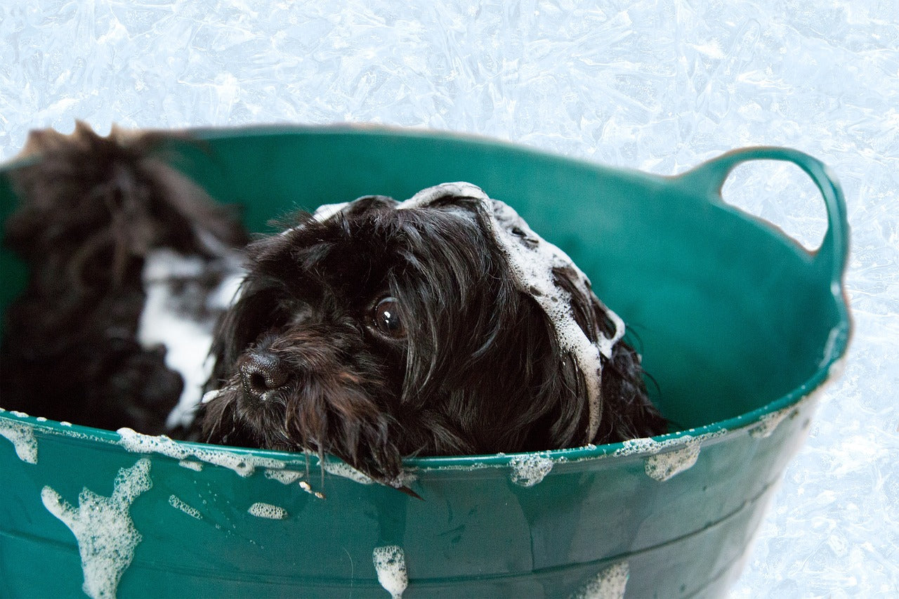 DIY Tips for Grooming your Hound at Home