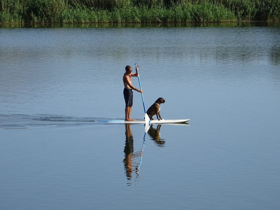 Can You Exercise with Your Dog?