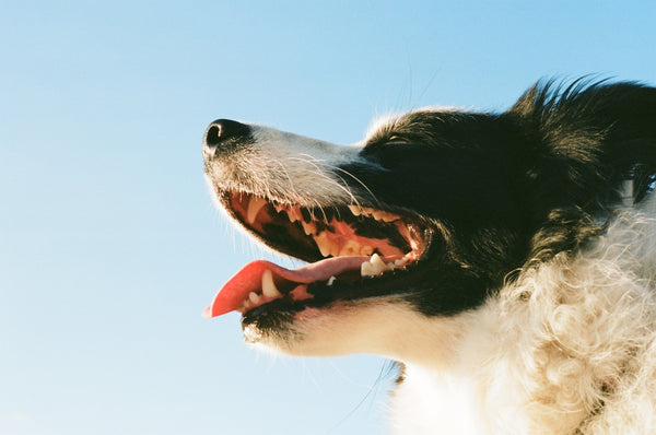 Tips For Freshening Your Dogs Breath